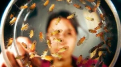 Како да се ослободите од homemosses во кујната